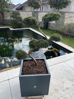 Bonsai/ Pflanze/Terrasse/Niwaki