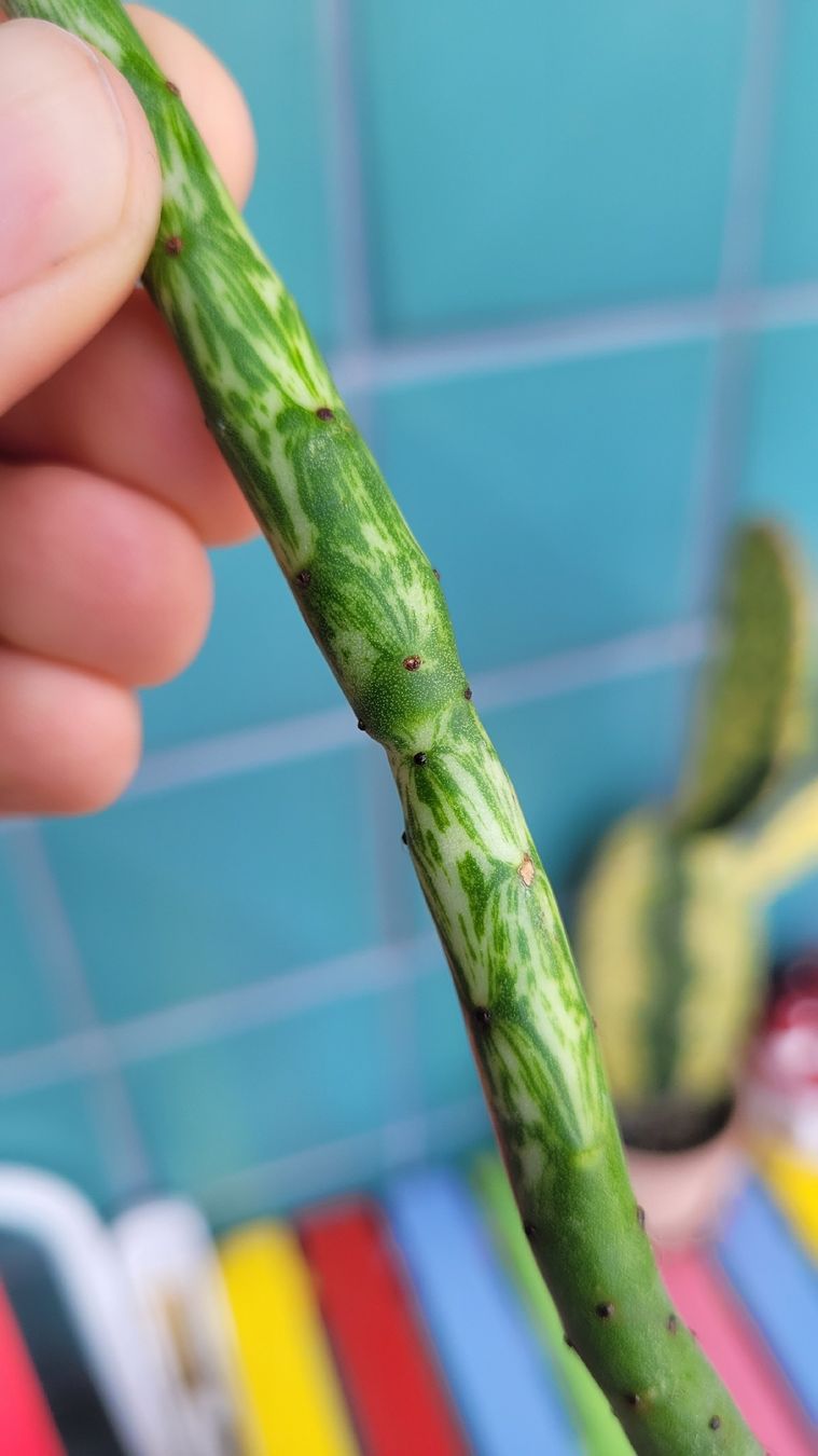 Pflanzen & Samen: Euphorbia leucodendron panaschiert – Neu (gemäss Beschreibung) aus Zürich von The_Plant_Wizard 2