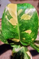 RARITÄT: Philodendron Green Congo Variegata (3 for 1)