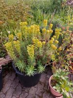 Wunderschöne Euphorbia Rouys Wolfsmilch im Topf zum Abholen