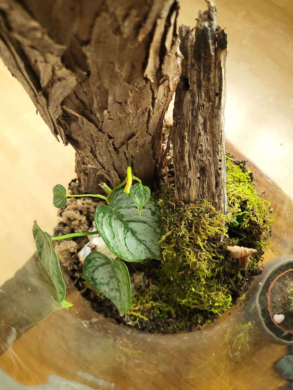 Pflanzen & Samen: Pflanze im Glas, Terrarium, Efeutute – Gebraucht aus Wald ZH von HerrDerDinger