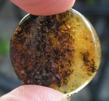♥ Baltischer Bernstein TALER - KNOPF / GESCHNITZT / 21 MM ♥