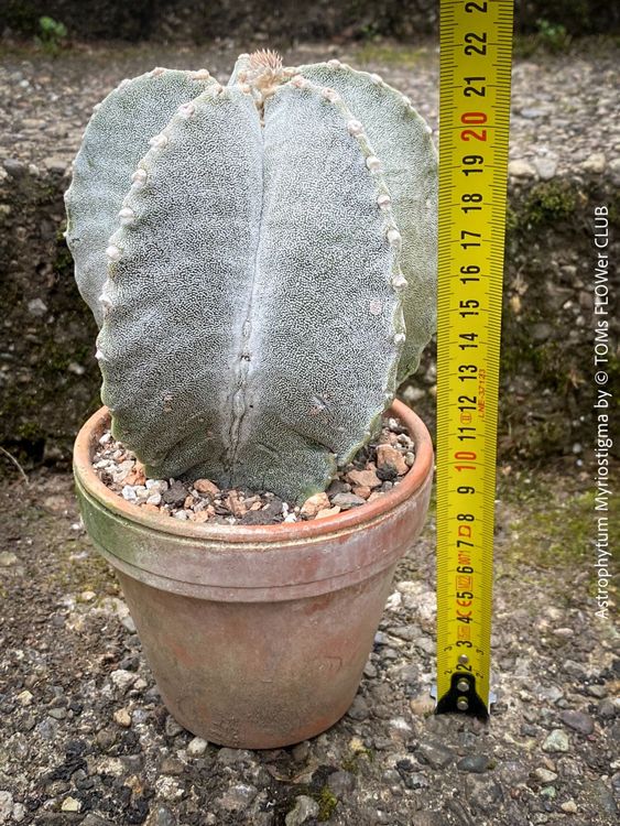 Astrophytum Myriostigma - wunderschner Bischofsmtze-Kaktus (Neu (gemss  Beschreibung)) in Adliswil fr CHF 66  mit Lieferung auf Ricardo kaufen