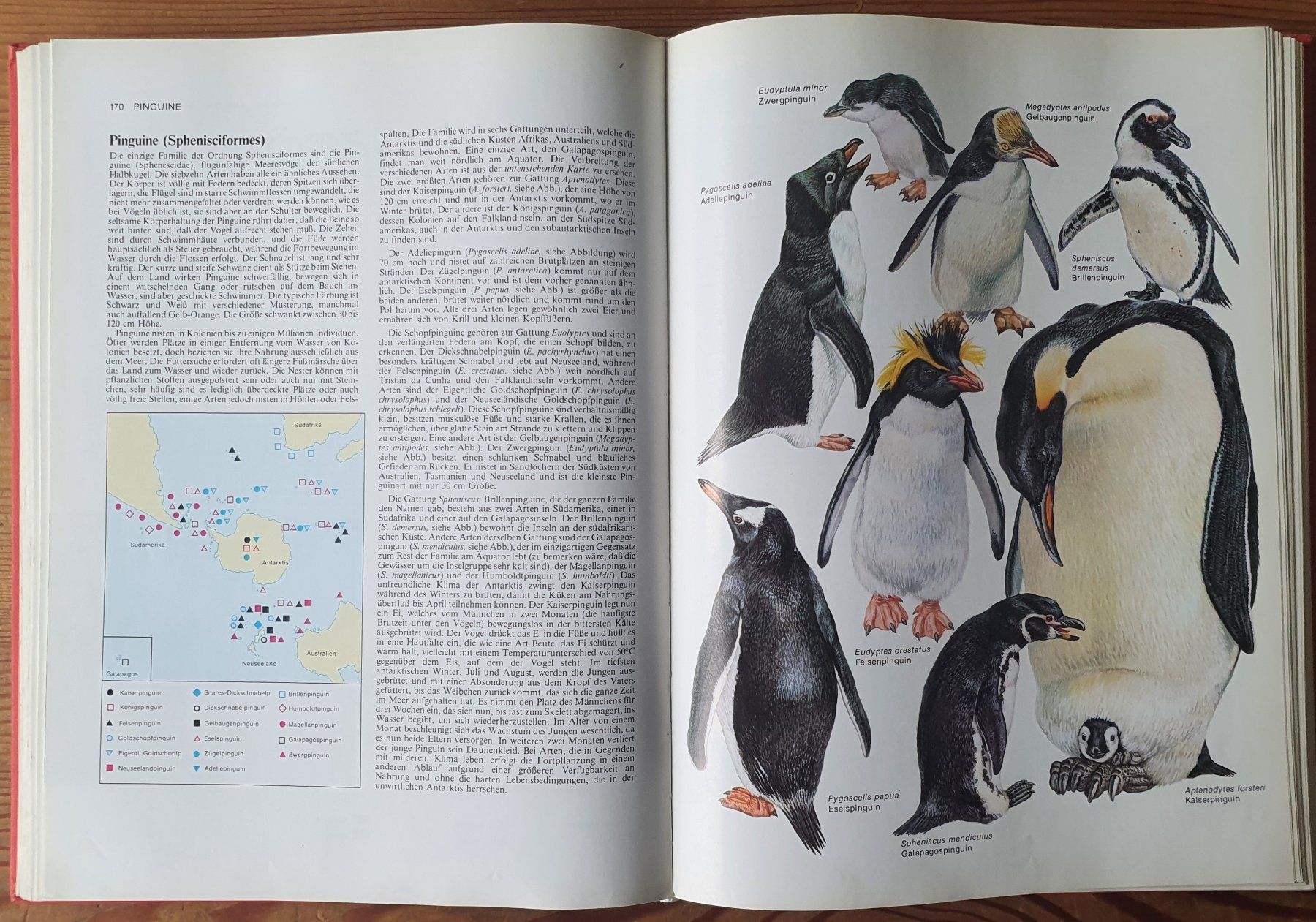 Libri: die grosse Enzyklopädie der Tierwelt – Usato da Zürich venduto da Vesco01 3