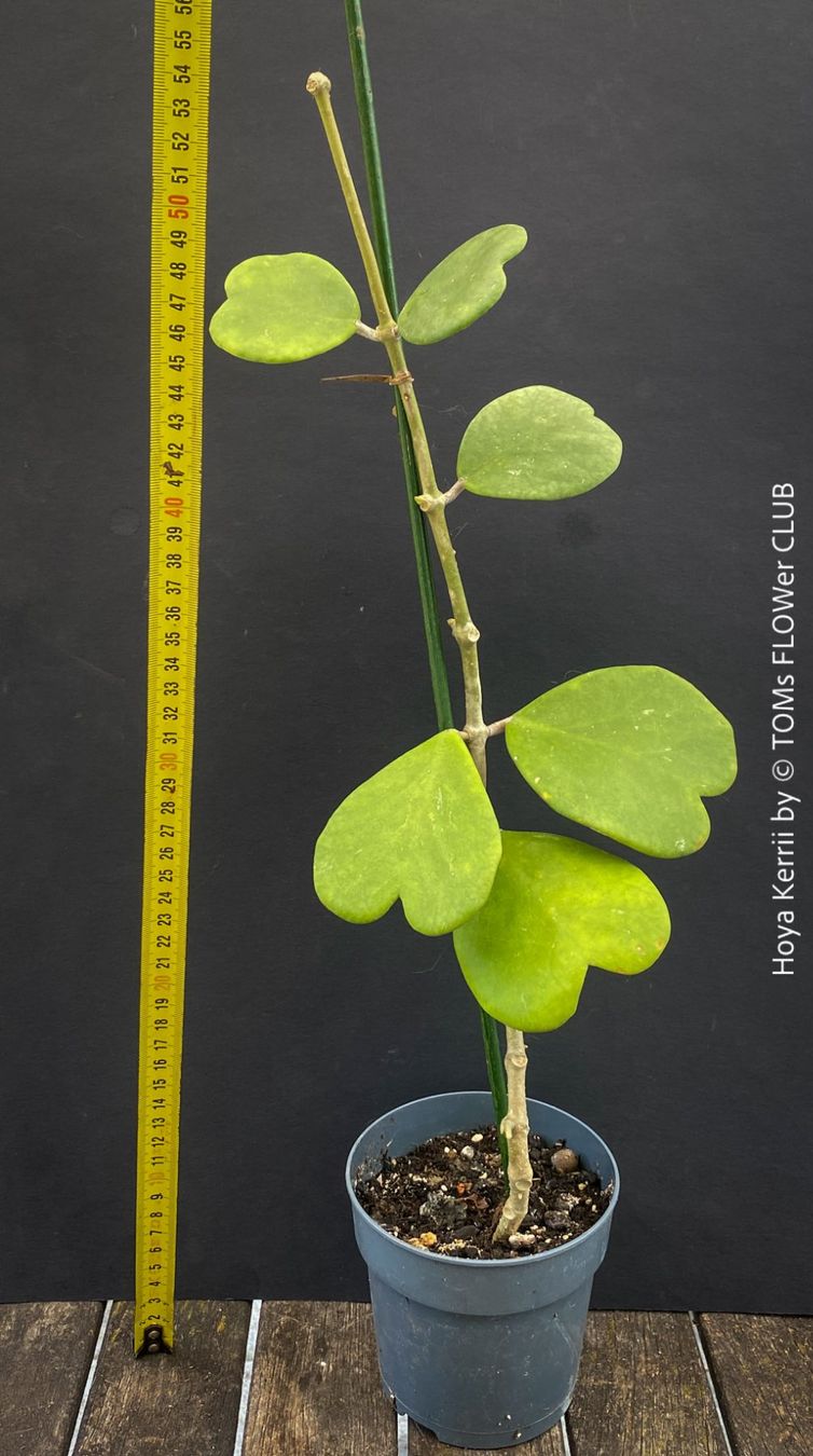 Piante & sementi: Hoya Kerrii - 100% Bio-Pflanze – Nuovo e nell'imballaggio originale da Adliswil venduto da astom369 2