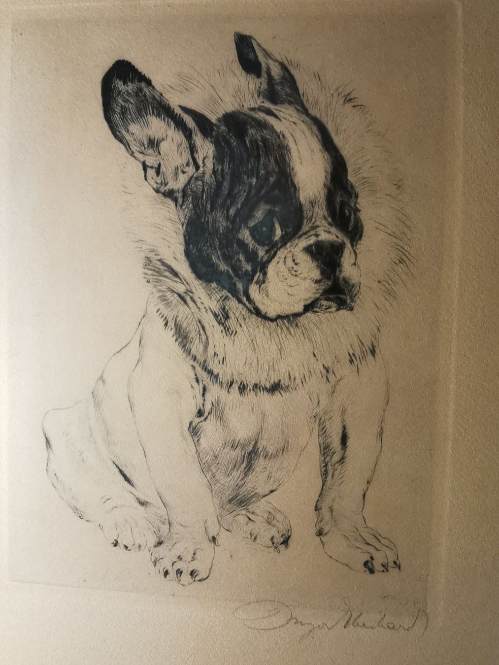 Grafica & Litografie: Hundewelpen, Original-Radierung von Kurt Meyer-Eberhardt – Usato da Dübendorf venduto da aschiduebendorf 1
