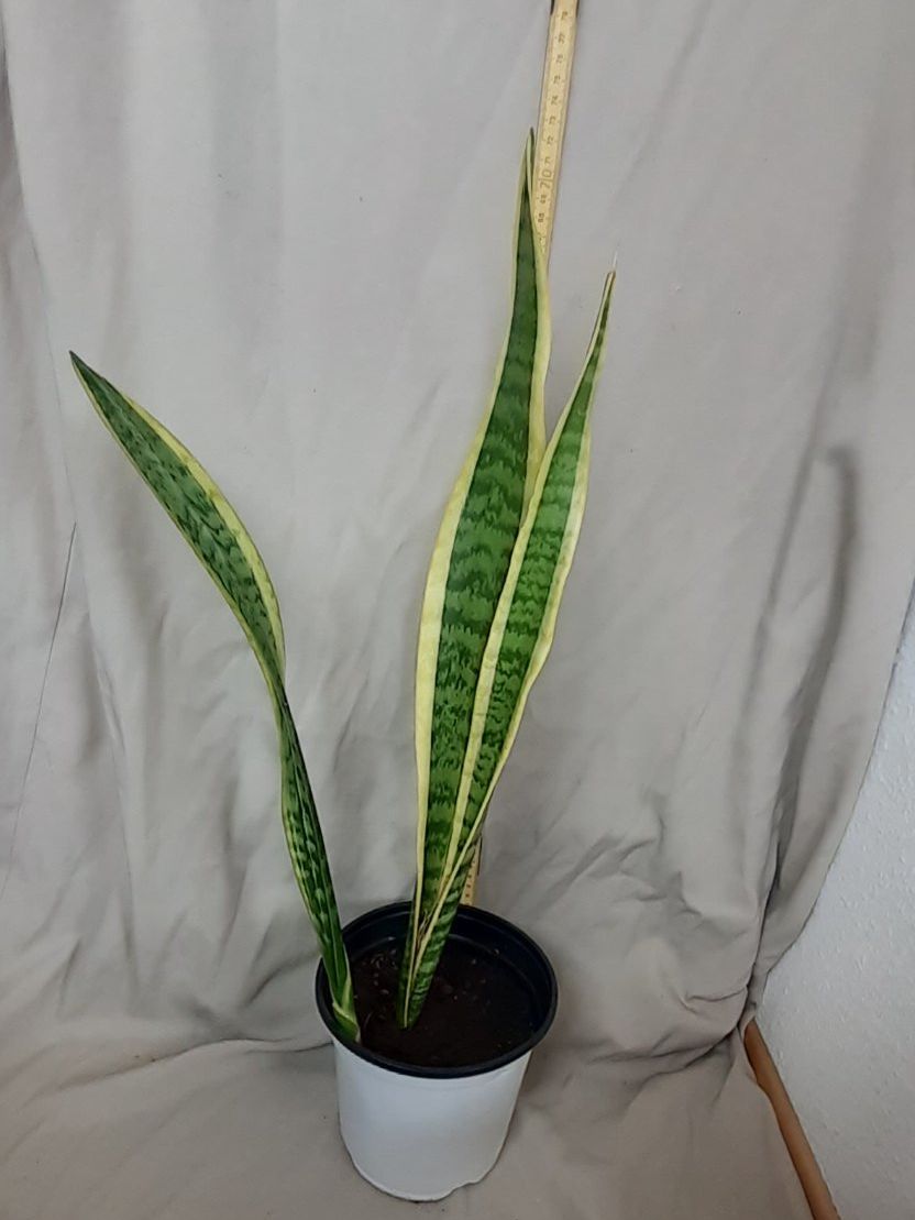 Pflanzen & Samen: Bogenhanf Sansevieria Grösse ca. 70cm, Ableger ca.1 Jahr alt – Neu (gemäss Beschreibung) aus Kilchberg ZH von hobbysale01
