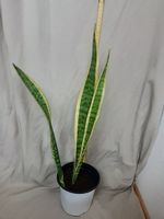 Bogenhanf Sansevieria Grösse ca. 70cm, Ableger ca.1 Jahr alt