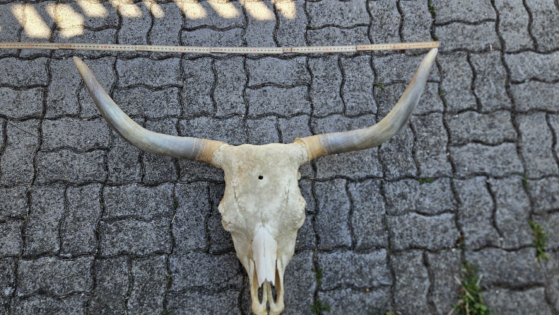 Il mondo degli animali: Kuh Schädel – Usato da Heiden venduto da Reb-12-123 1