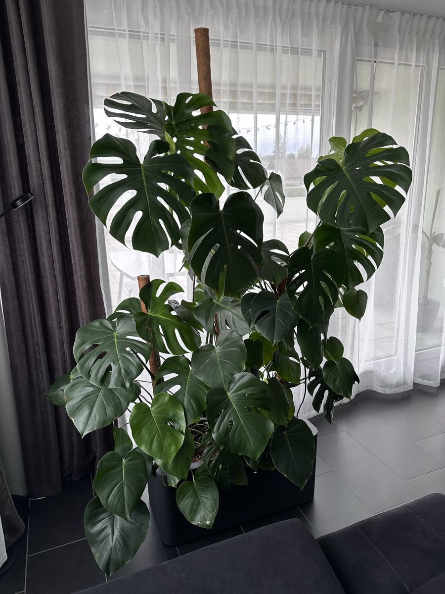 Plantes & graines: Monstera – D'occasion à Wallisellen par ara_x5m5