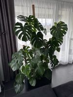 Monstera