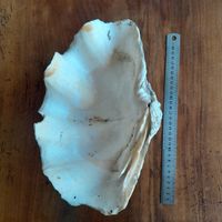 Antike Riesenmuschel, ca. 30 cm