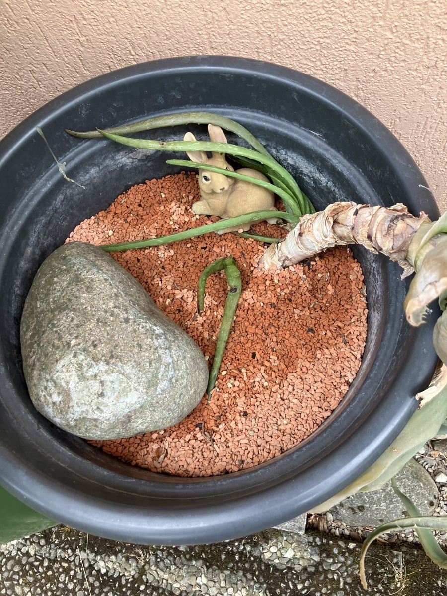 Plantes & graines: Riesiger Aloe im Granulat  – D'occasion à Biglen par Maci2005 2