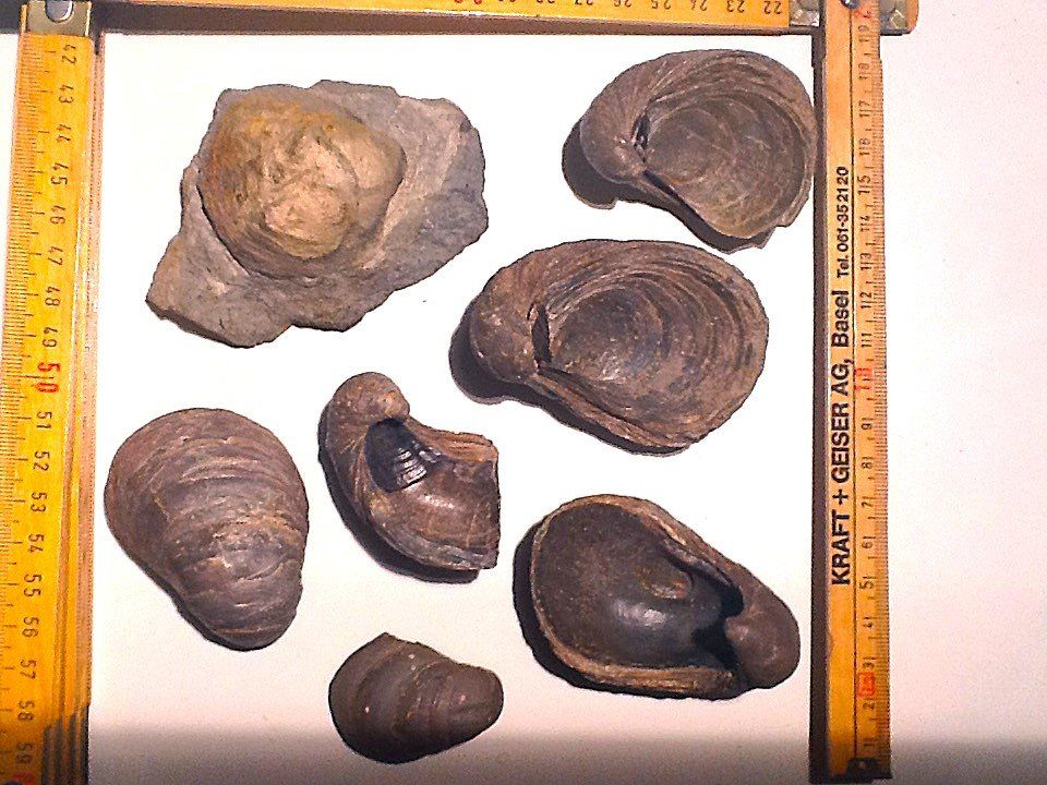 Fossilien: Gryphaea arcuata 2 – Gebraucht aus Olten von smiples