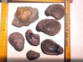 Gryphaea arcuata 2