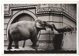 Fotografie Berlin, Zoologischer Garten, 