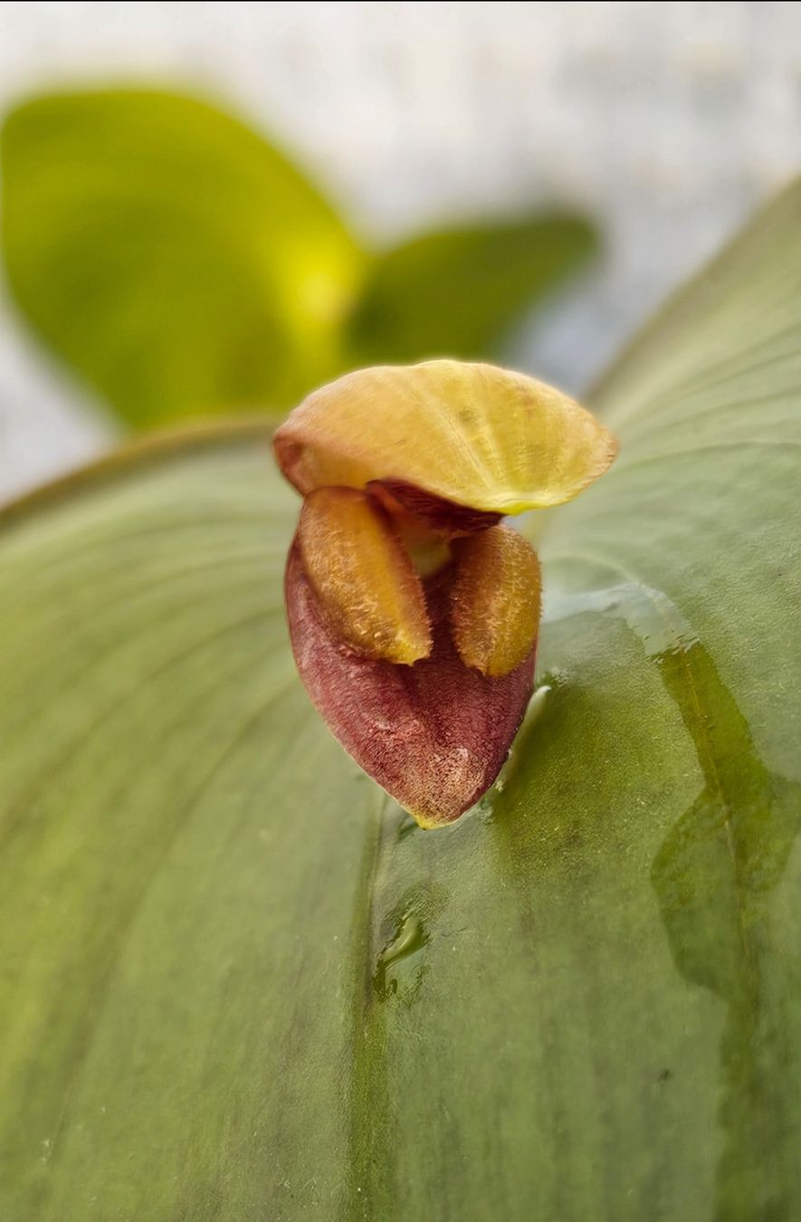 Piante & sementi: Orchidee Pleurothallis marthae – Usato da Jona venduto da Smurnaya