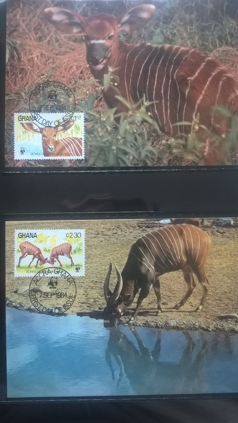 Tutti i francobolli: WWF Ghana 1984 Bongo Antilope Satz Maximumkarten – Nuovo (secondo la descrizione) da Liestal venduto da schnueps 1