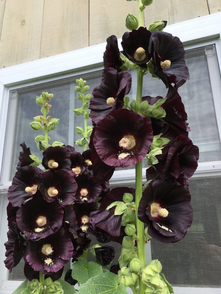 Piante & sementi: 100 Samen schwarze Stockrose Alcea nigra – Usato da Ehrendingen venduto da VerveinaSamen 4