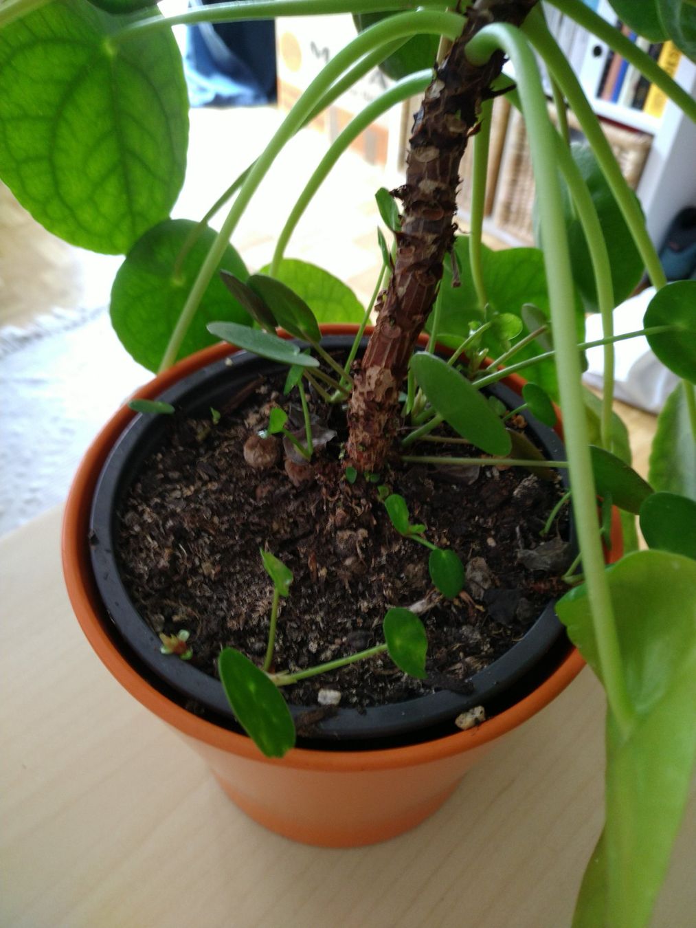 Piante & sementi: Kerngesunde Mutter-Pilea Zimmerfpflanze – Usato da Bern venduto da TimonBimon 1