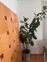 Gummibaum Ficus Elastica gebraucht