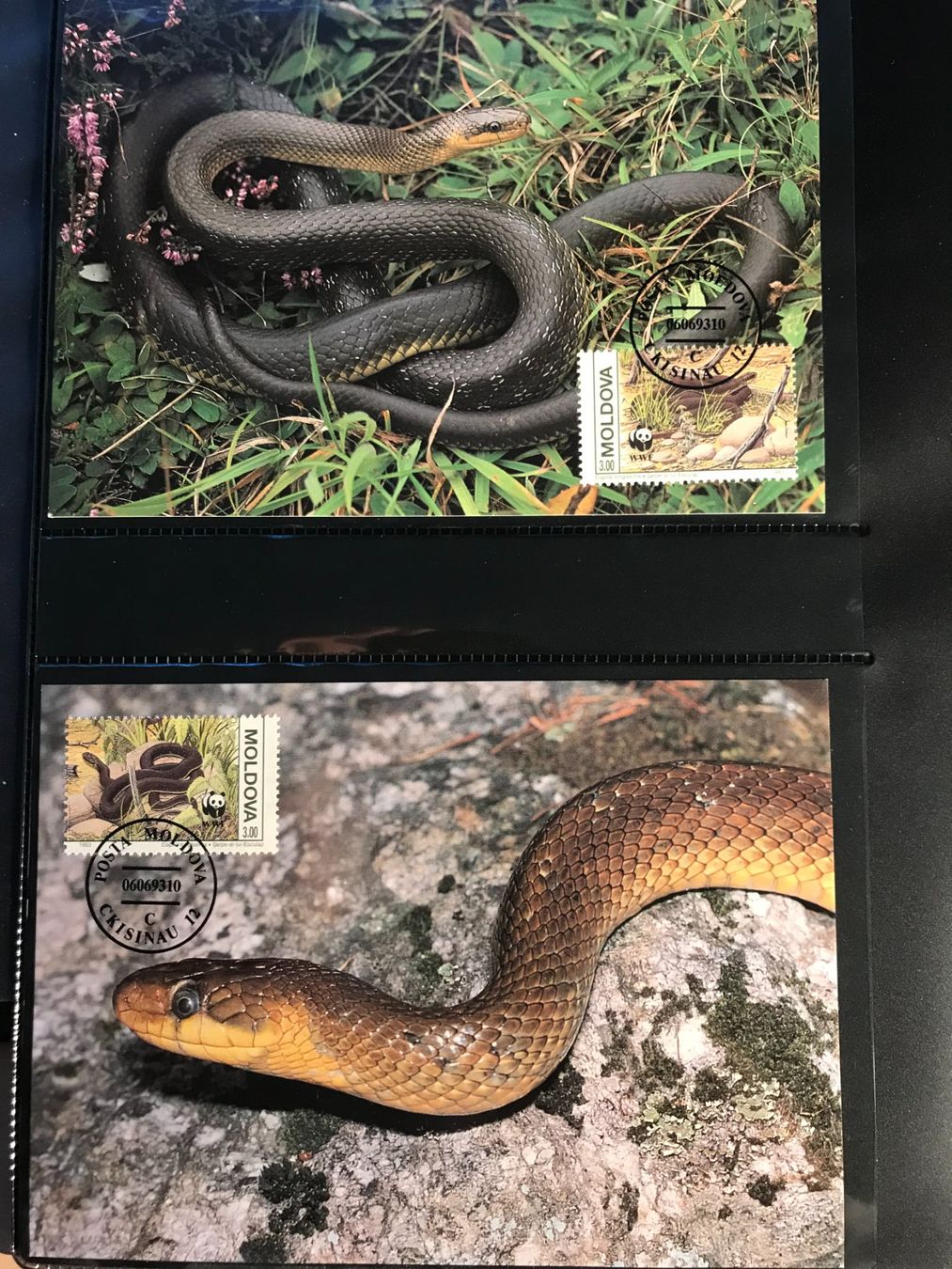 Alle Briefmarken: Moldawien 1993 WWF Satz Äskulapnatter Maximumkarten – Neu (gemäss Beschreibung) aus Winterthur von schnueps