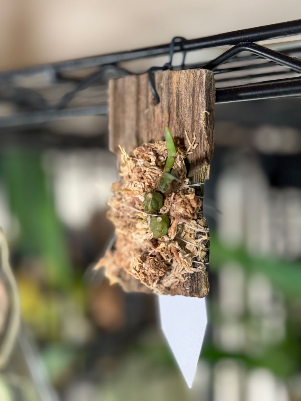 Pflanzen & Samen: Bulbophyllum fibratum – Gebraucht aus Männedorf von mrclst 1