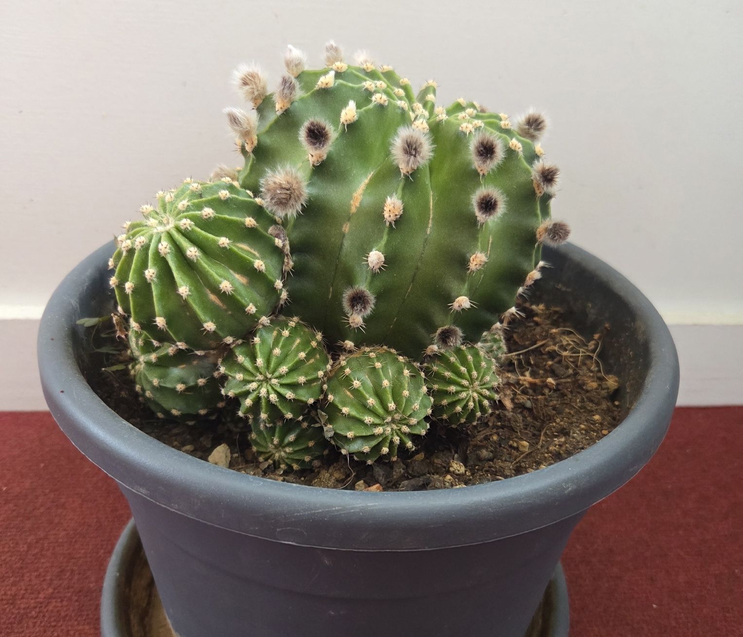 Piante & sementi: Echinopsis Eyriesii Kaktus – Usato da Konolfingen venduto da S1000RR-Karin