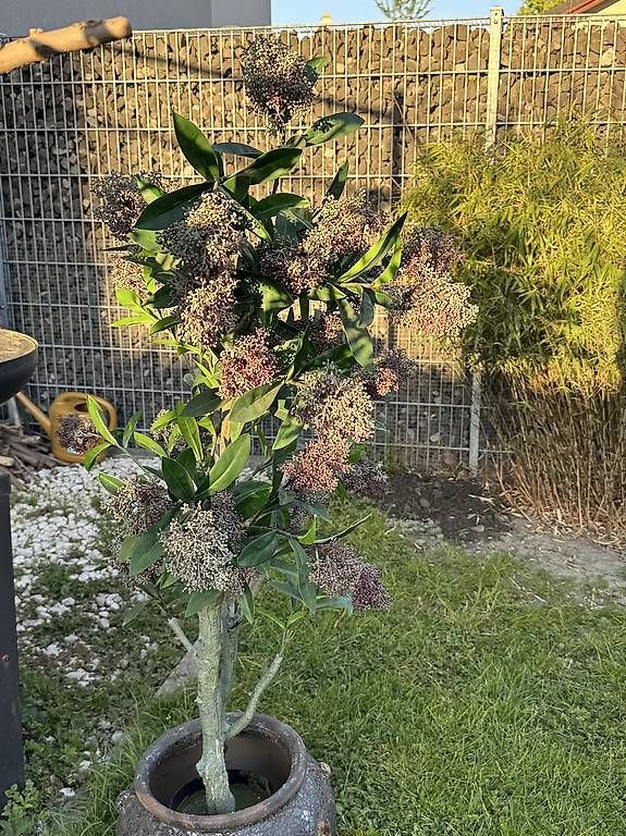 Tutte le decorazioni: Hochwertiger Kunstbaum | NP 359 CHF – Usato da Schmerikon venduto da dan_b5dn 1