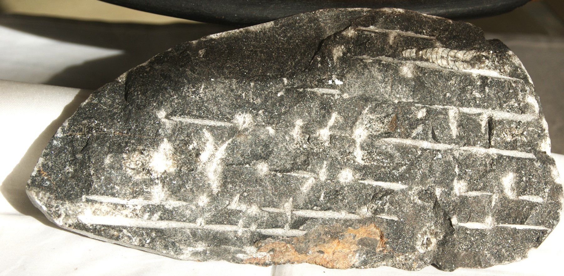 Fossili: ORTHOCERAS  "KOPFFÜSSLER" – Usato da Stadel venduto da Wald100 4