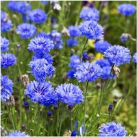 200 Samen Kornblume BLUE BOY
