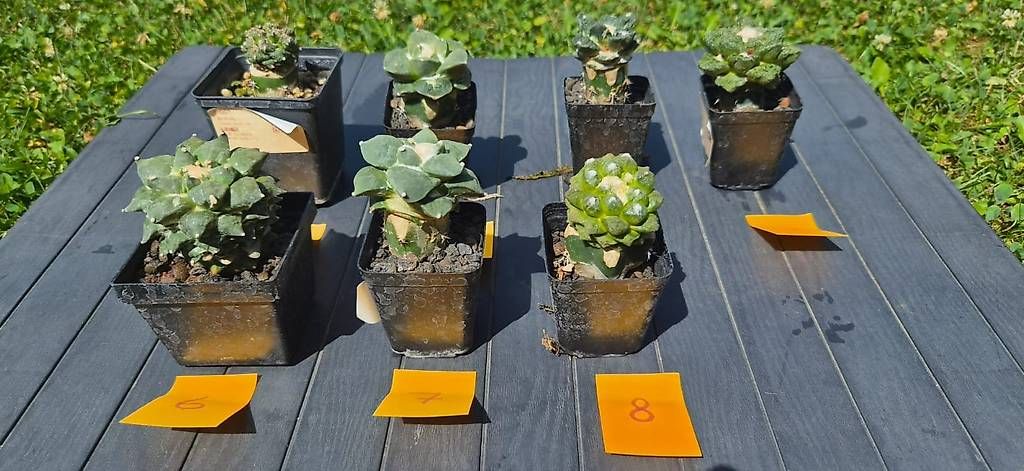 Pflanzen & Samen: Kaktus - Ariocarpus – Neu (gemäss Beschreibung) aus Wollerau von rac_t7ys 1