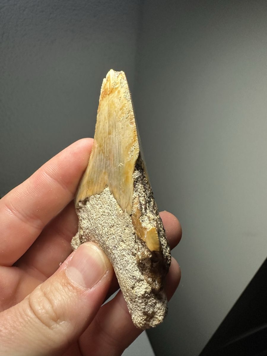 Fossilien: Fossiler Megalodon-Zahn – Gebraucht aus Lutzenberg von CS65 3