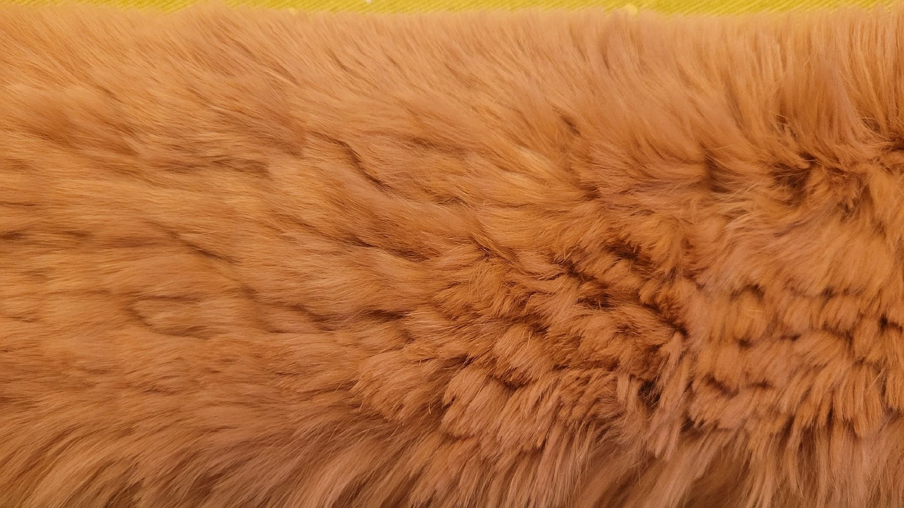 Marc Cain Foulard & Sciarpe: Marc Cain Rex Kanin Schal Camel – Nuovo (secondo la descrizione) da Winterthur venduto da Wohnhaus 3