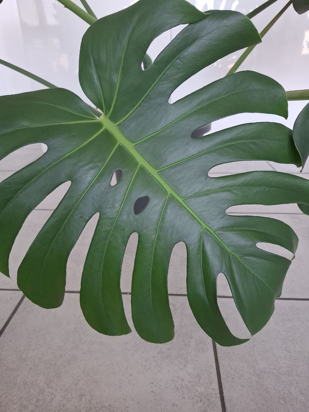 Piante & sementi: Echte Monstera – Nuovo (secondo la descrizione) da Neuenhof venduto da summer_25 1