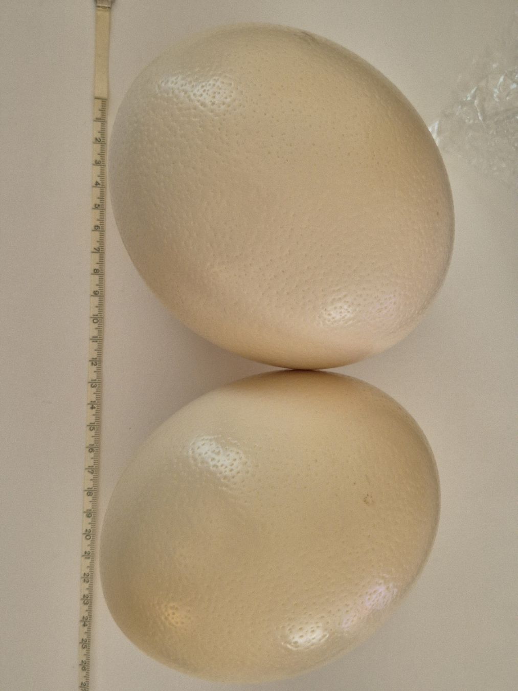 Tutte le decorazioni: Straussen Ei 2 Stück Zustand Eier Basteln Ostern – Usato da Russikon venduto da eunicetungol 1