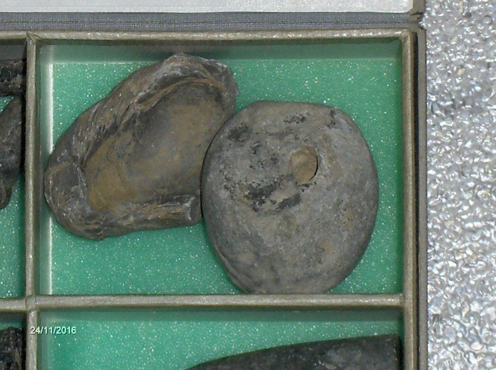Fossilien: Fossilien Versteinerung  Sammeln Steinzeit – Gebraucht aus Schlattingen von Schmidi50 3