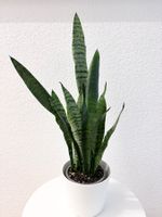Sansevieria Zeylanica Plant with plastic cache pot 60 cm