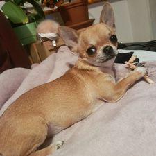 Profile image of chouki73