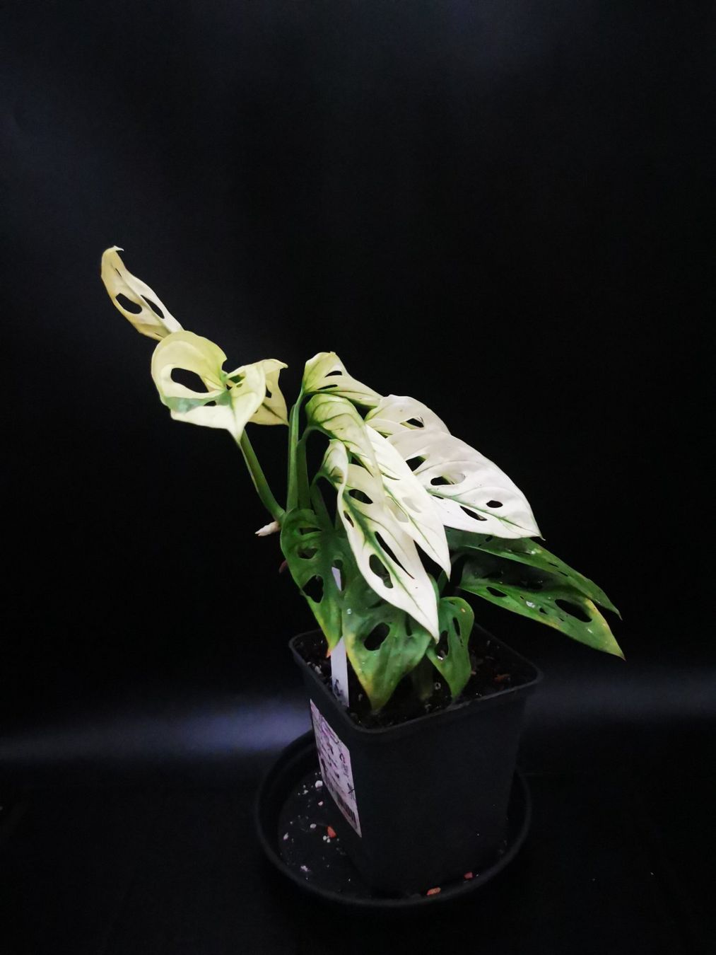 Monstera adansonii archipelago (swedish ghost) (Gebraucht) in Grningen fr  CHF 42  mit Lieferung auf Ricardo kaufen