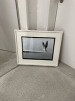 Harro Maass Grafik Litho Bild Vogel signiert