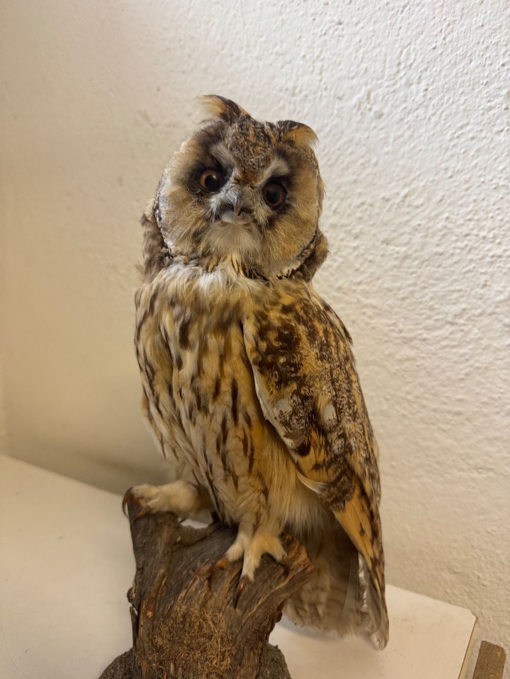 Monde des animaux: Waldohreule ausgestopft / Asio otus – D'occasion à zürich par goldklumpen 2