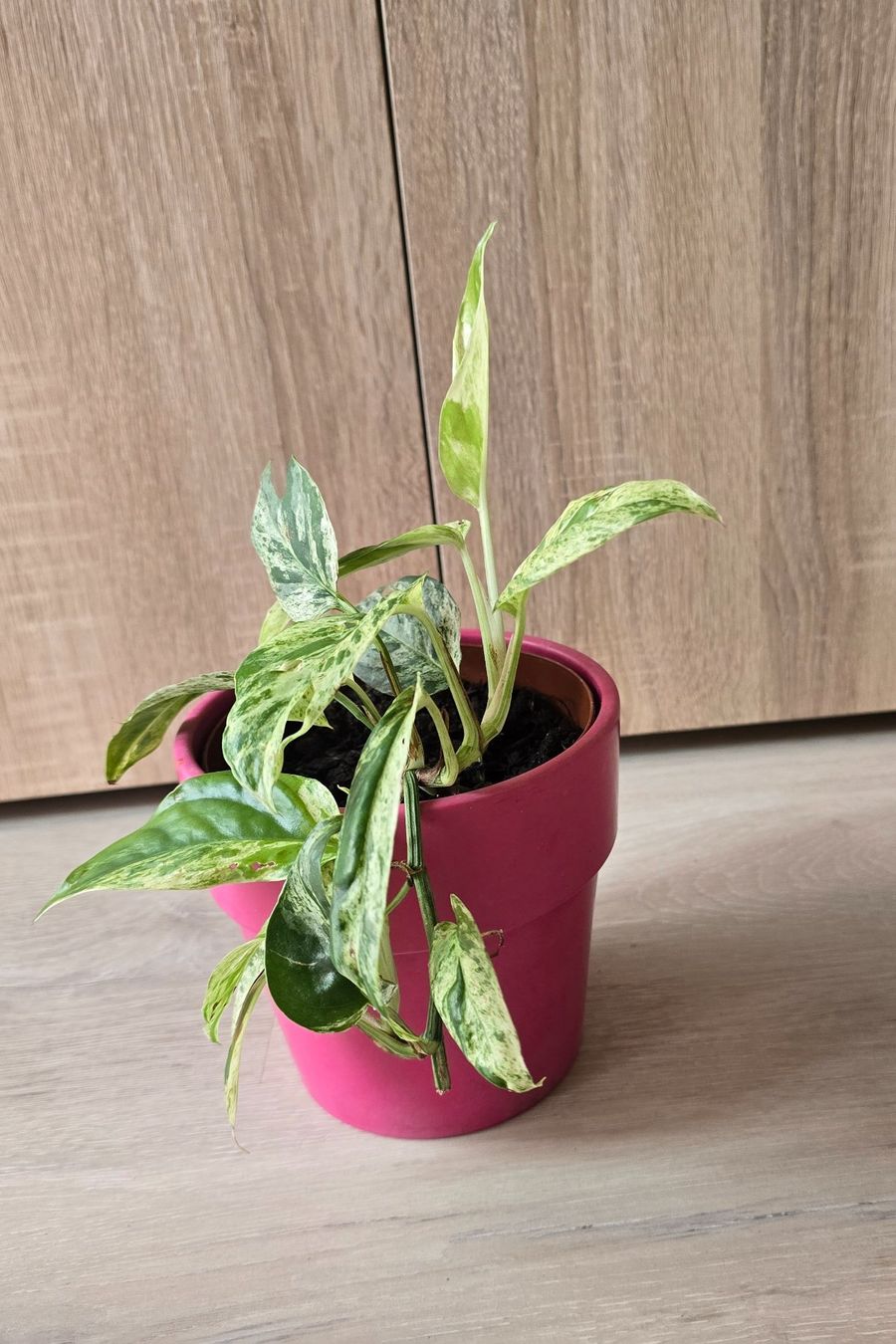 Piante & sementi: Epipremnum marble variegata – Usato da Aarburg venduto da Glitzerschein 1