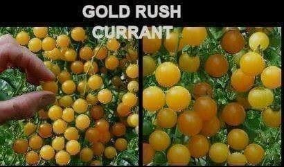 Plantes & graines: TOMATE GOLD RUSH CURRANT Jaune RARE  10g – Neuf (Voir description) à Bremblens par FIBONACCI369