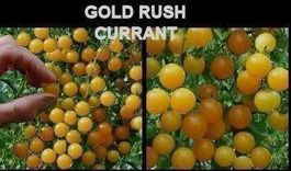 TOMATE GOLD RUSH CURRANT Jaune RARE  10g