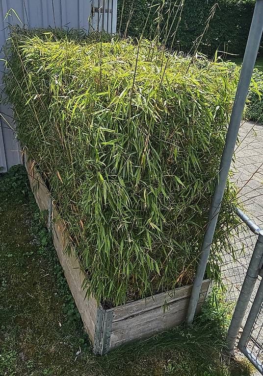Pflanzen & Samen: Schöner Gartenbambus winterhart – Gebraucht aus Sennhof von Zanilio 1