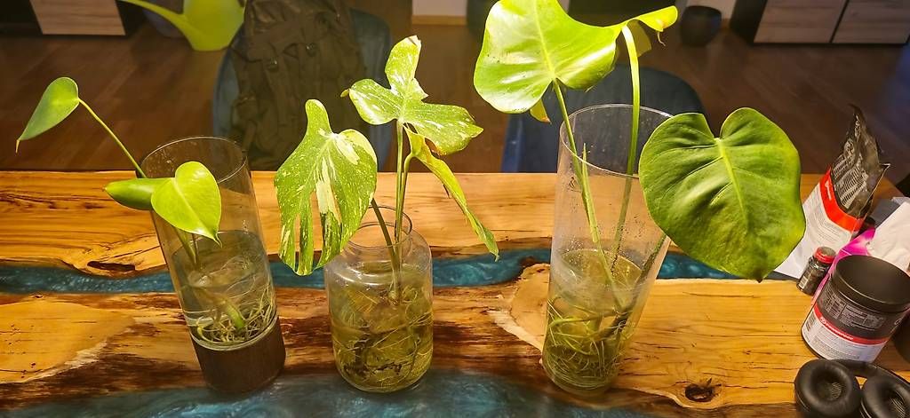 Piante & sementi: 1 Albino Monstera, 2 Normale – Usato da Zürich venduto da ale_xxz7
