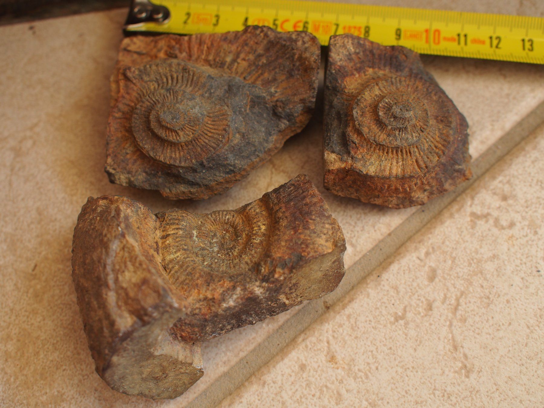 Fossilien: 4. 3 grands fossiles – Gebraucht aus Ovronnaz von Etagne68 1