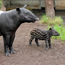 Profile image of tapir77