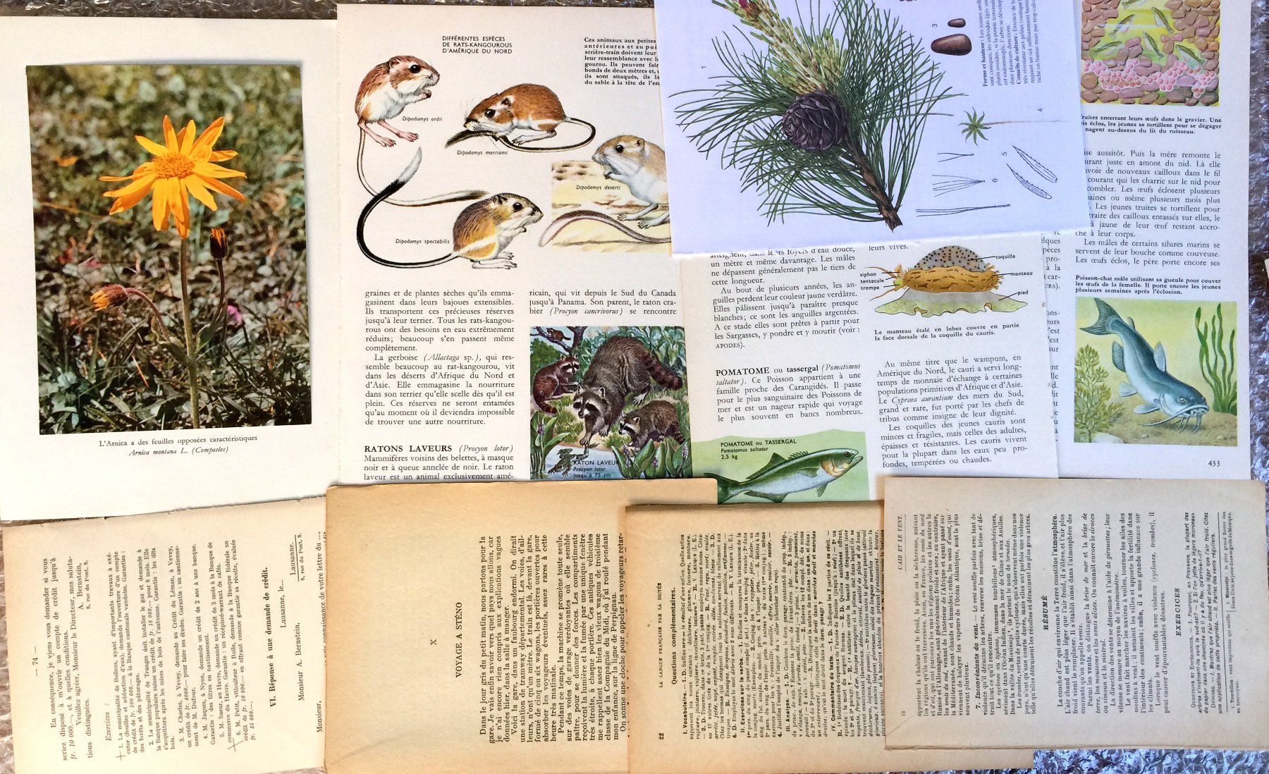 Libri: ephemera 10/papier collage bastelpapier scrapbooking+Versand – Usato da Pully venduto da websurfer1 4